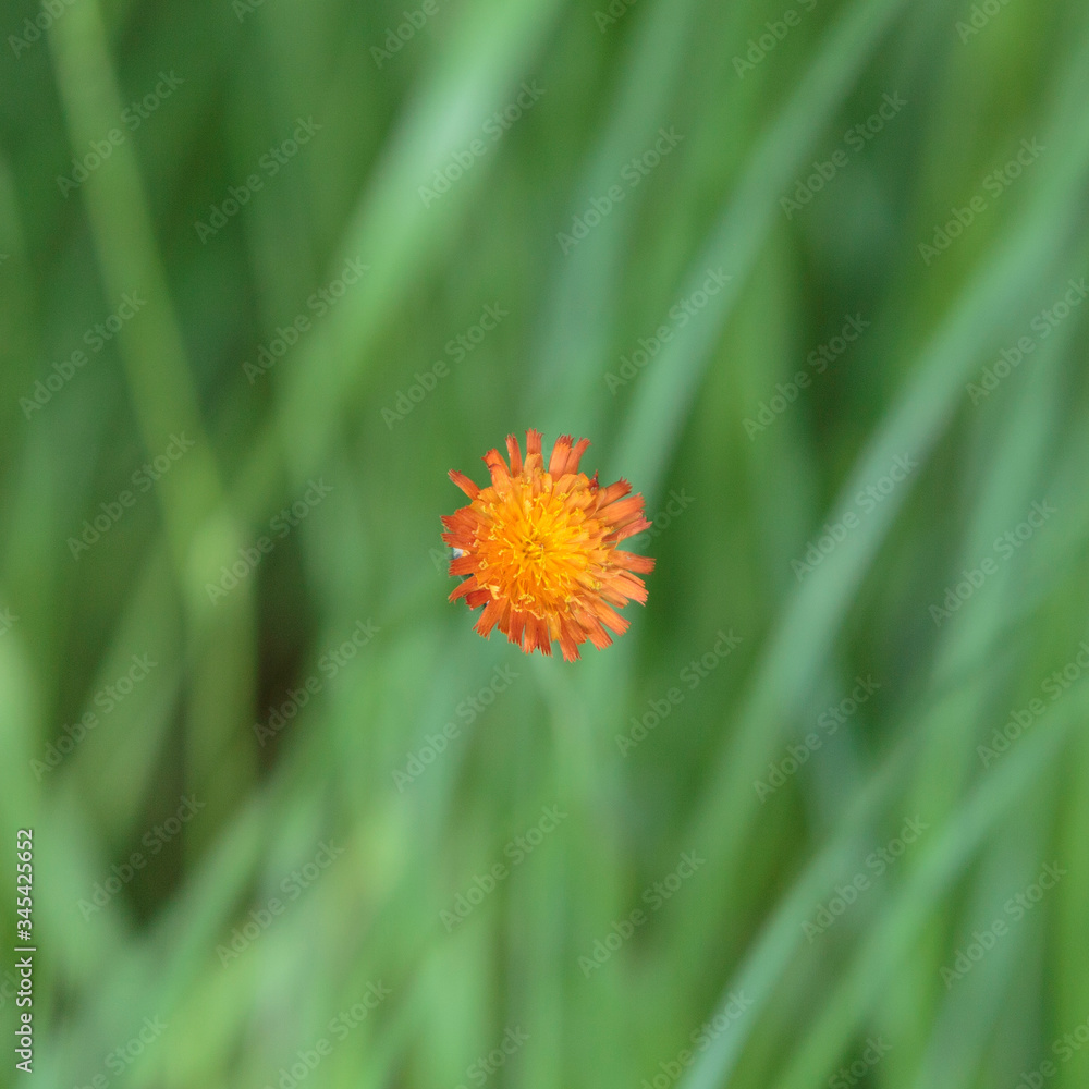 Orange hawkweed Flower near Mayflower Lake, Arrowhead Provincial Park, Huntsville, Ontario, Canada Orange hawkweed Flower near Mayflower Lake, Arrowhead Provincial Park, Huntsville, Ontario, Canada