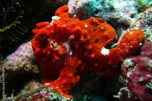 frogfish of indonesia