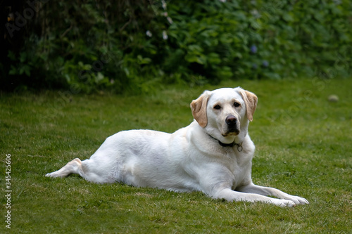Yellow golden female Labrador retriever lying on the green grass