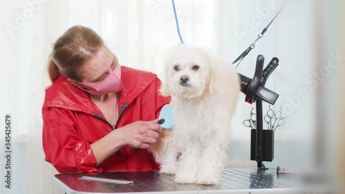 A groomer in a pink protective mask blows a hairdryer and brushes a white dog. Slow motion. Blue background. Animal Bichon. photo