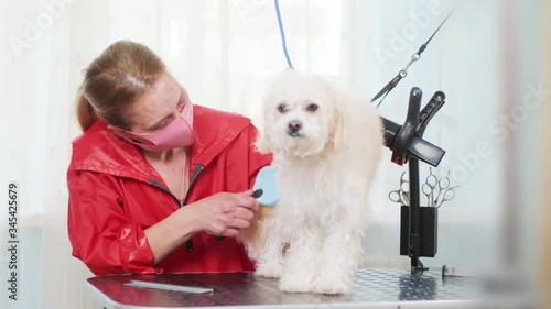 A groomer in a pink protective mask blows a hairdryer and brushes a white dog. Slow motion. Blue background. Animal Bichon.