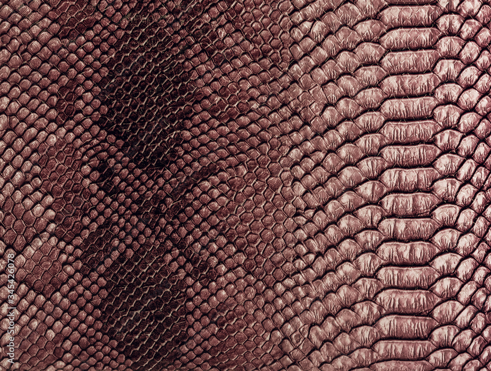 Snake skin background. Close up. Snake skin background. Close up.