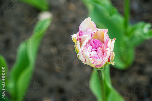 Wallpaper Mural Pink white tulips bloom in the park on nature Torontodigital.ca