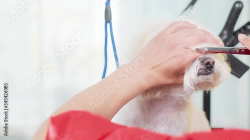 The groomer cuts the white dog with scissors. A closeup of a dog's face. Bichon yawns. Funny animal. Light background.