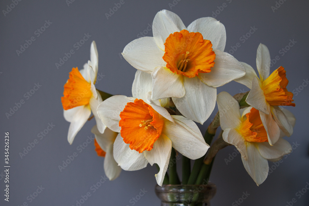 Fototapeta premium bouquet of fresh cut white and yellow daffodils