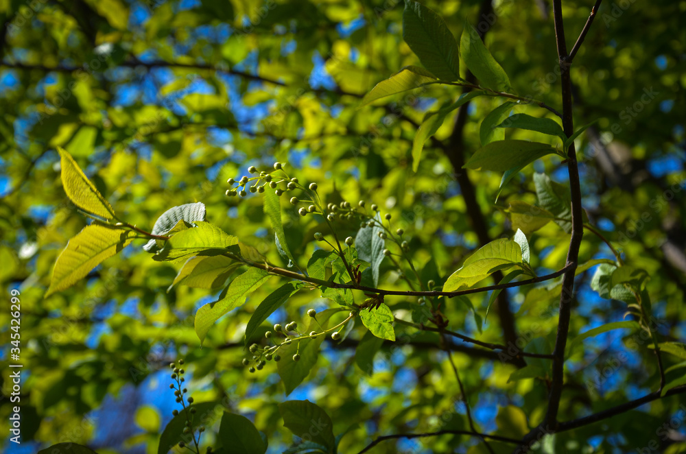 green leaves against the sky