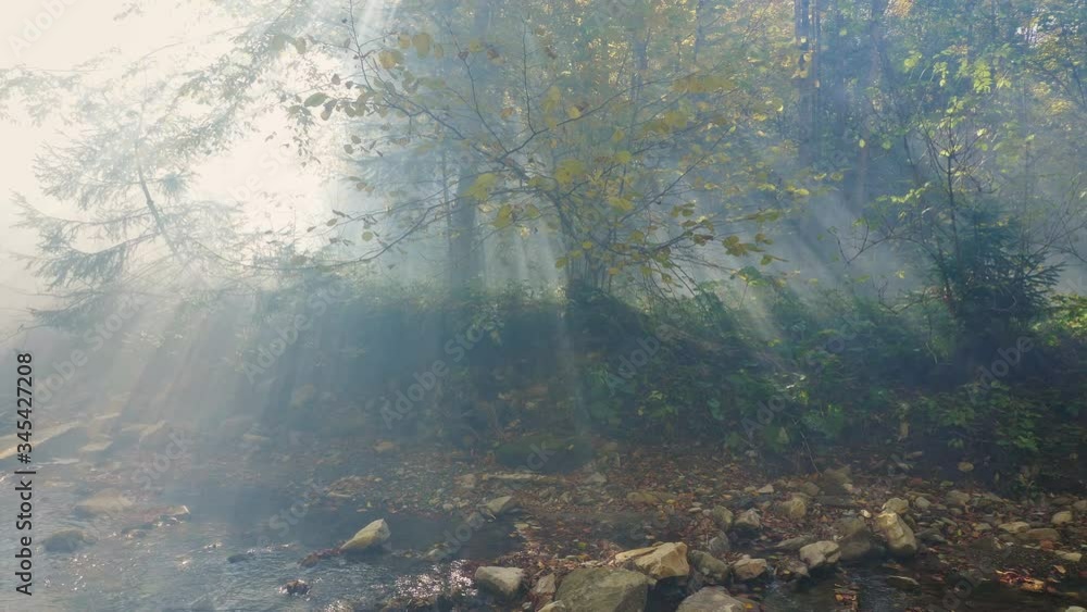 The thick fog in the autumn forest. The sun's rays cut through the fog. The leaves changing color in the peaceful forest. Autumn landscape. Fallen leaves lying on the ground. The thick fog in the autumn forest. The sun's rays cut through the fog. The leaves changing color in the peaceful forest. Autumn landscape. Fallen leaves lying on the ground.