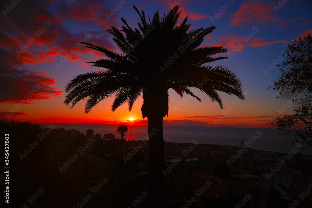 Palm tree in the sunset. Canary Islands, Tenerife. Puerto de la Cruz, Tarao Garden.