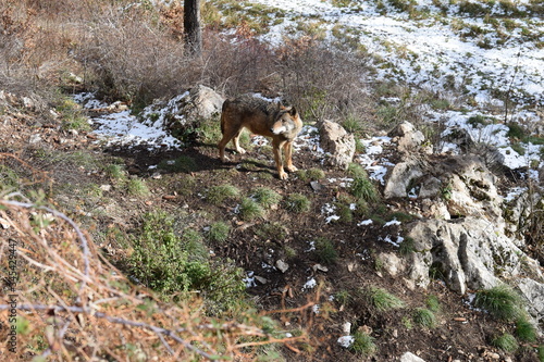 lupo solitario