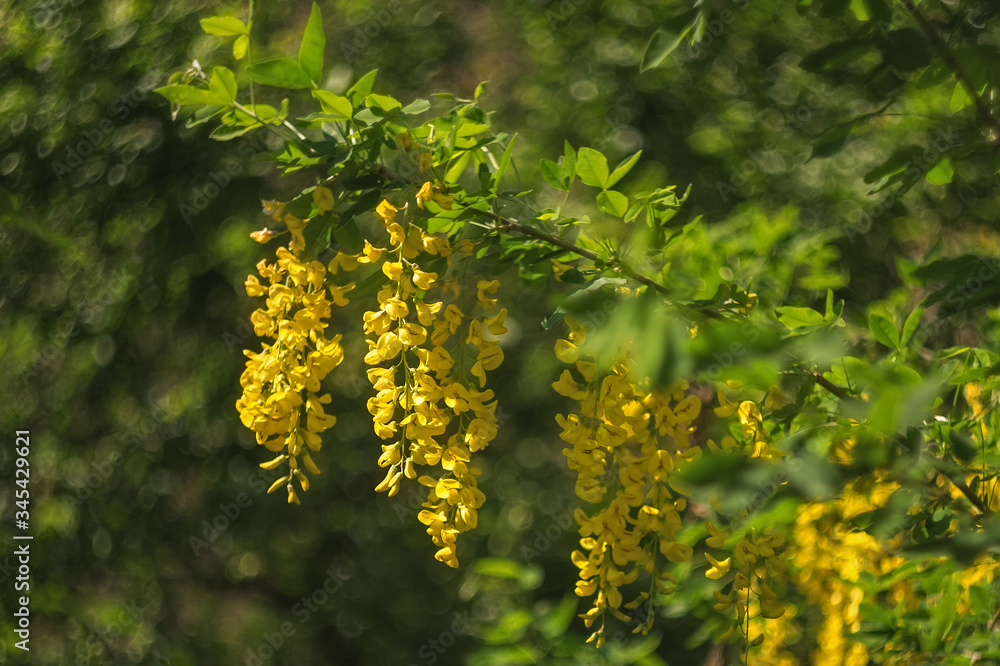 Laburnum anagyroides in full bloom in the spring garden on a Sunny day. Yellow Laburnum anagyroides close-up on a green background. Laburnum, of the Fabaceae family. Laburnum anagyroides in full bloom in the spring garden on a Sunny day. Yellow Laburnum anagyroides close-up on a green background. Laburnum, of the Fabaceae family.