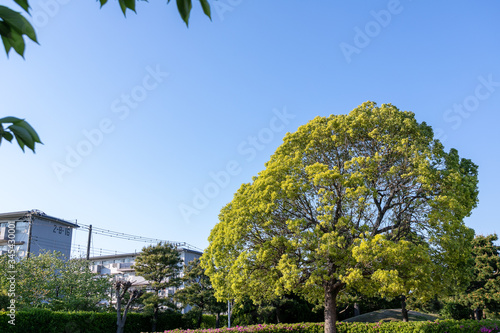 Wallpaper Mural 南船橋駅の近くにある団地　千葉県船橋市　日本 Torontodigital.ca