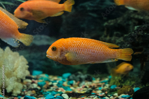 Cichlid red pseudotrophyus zebra mbuna fish in an aquarium
