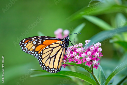 A Monarch Butterfly in a park in Toronto  Canada