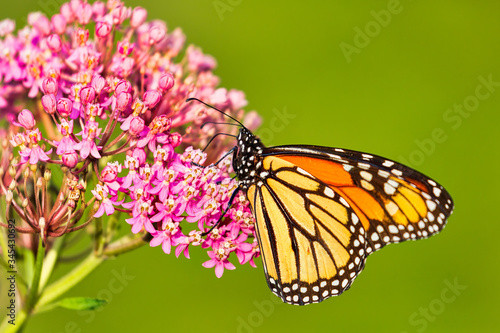 A Monarch Butterfly in a park in Toronto, Canada © Manu Nair