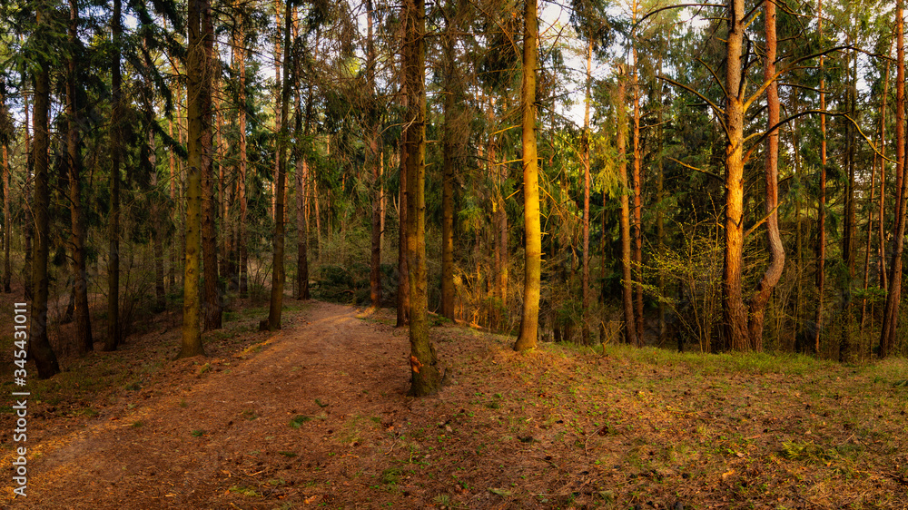 Fototapeta premium spring-summer hilly pine forest. beautiful panoramic view in the warm evening light of the setting sun.
