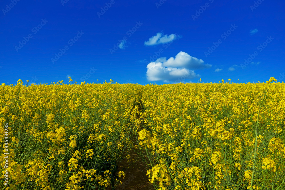 Blooming yellow rape field against blue sky