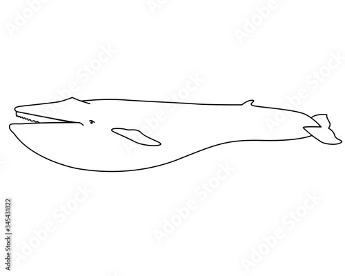 Blue whale - marine mammal - vector linear picture for coloring. Blue whale - the largest mammal, marine illustration. Outline. Hand drawing - coloring book.