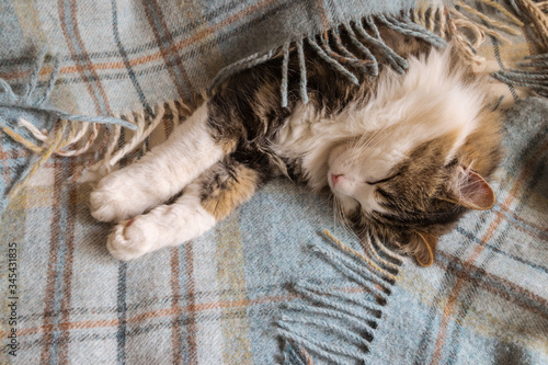 closeup of a tired tabby cat resting wrapped in pale blue tartan blanket with fringe