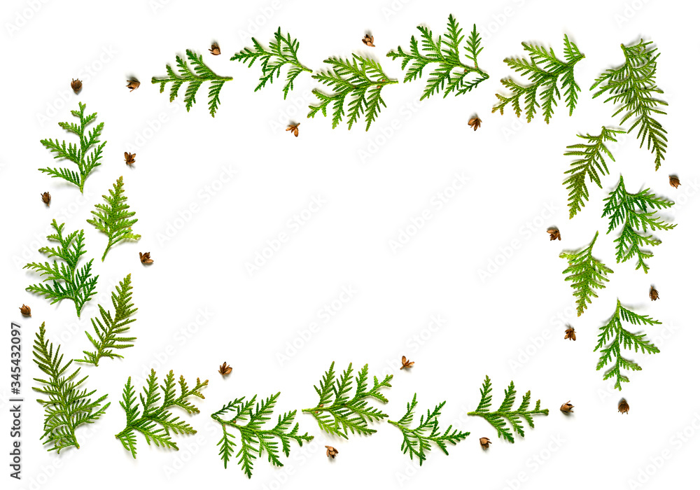 frame of twigs of thuja and tiny cones isolated on a white background. Christmas card concept. space for text frame of twigs of thuja and tiny cones isolated on a white background. Christmas card concept. space for text