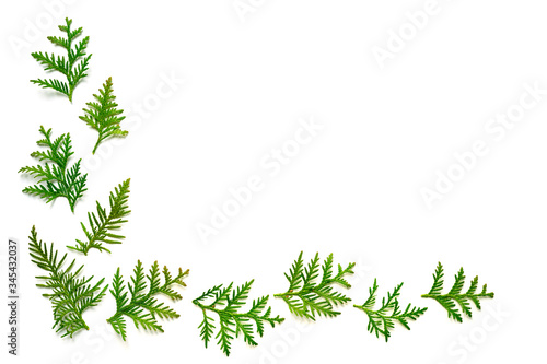 frame of twigs of thuja isolated on a white background. Christmas card concept. space for text