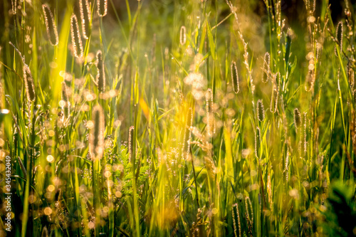 summer sunset on green meadow and sunbeams through grass in the evening. Scenery landscape of bright sunrays over green field. Summer nature. Natural sunlight.