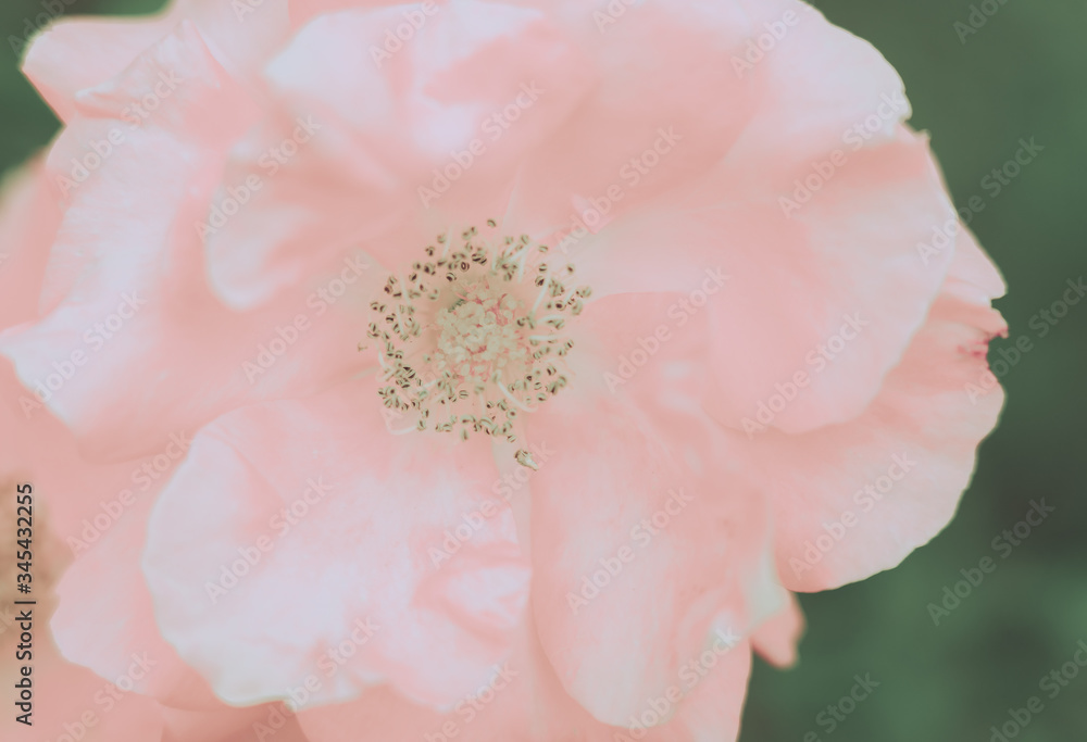 Closed Up Rose Flower on Japanese vintage style - obrazy, fototapety, plakaty 