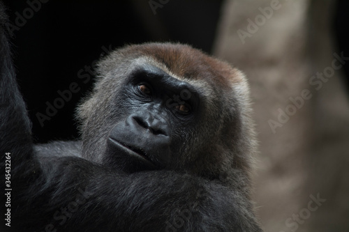 retrato a un mono con una mirada especial © javi