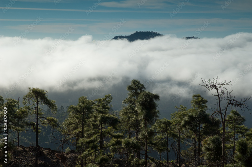 Forest of Canary Island pine, sea of clouds and mountain in the background. Integral Natural Reserve of Inagua and Pilancones Natural Park. Gran Canaria. Canary Islands. Spain. Forest of Canary Island pine, sea of clouds and mountain in the background. Integral Natural Reserve of Inagua and Pilancones Natural Park. Gran Canaria. Canary Islands. Spain.