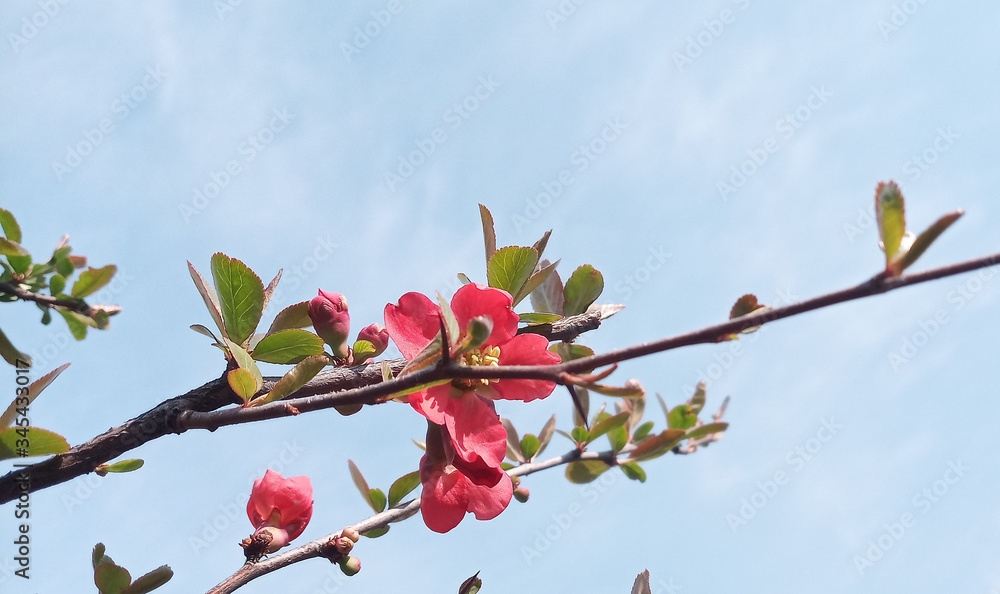 Branches of an Japanese quince, Chaenomeles on a background of sky and clouds. Life goes on! Branches of an Japanese quince, Chaenomeles on a background of sky and clouds. Life goes on!