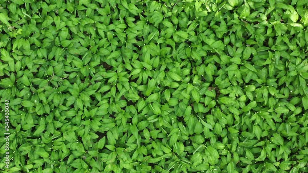 Ramson completely covers the soil surface, texture. Ramson completely covers the soil surface, texture.