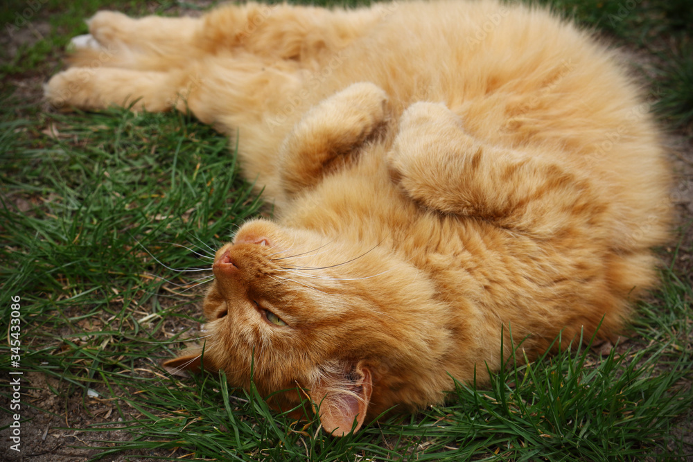 Red fluffy cat lying on back green grass on sunny day Red fluffy cat lying on back green grass on sunny day