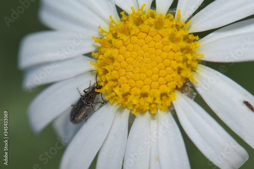 Beetle feeding on a marguerite Argyranthemum adauctum canariense. Pajonales. Integral Natural Reserve of Inagua. Gran Canaria. Canary Islands. Spain.