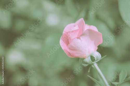 Wallpaper Mural Closed Up Rose Flower on Japanese vintage style Torontodigital.ca