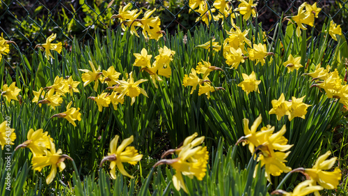 garden of yellow daffodils blooming in March in the Italian region Lazio