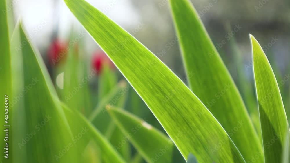 Spring botany waving growth full HD nature video. Green young flower leaves on bright sun shine through in garden Spring botany waving growth full HD nature video. Green young flower leaves on bright sun shine through in garden