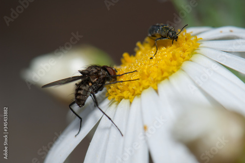 Fly and beetle feeding on a marguerite Argyranthemum adauctum canariense. Pajonales. Integral Natural Reserve of Inagua. Gran Canaria. Canary Islands. Spain. photo