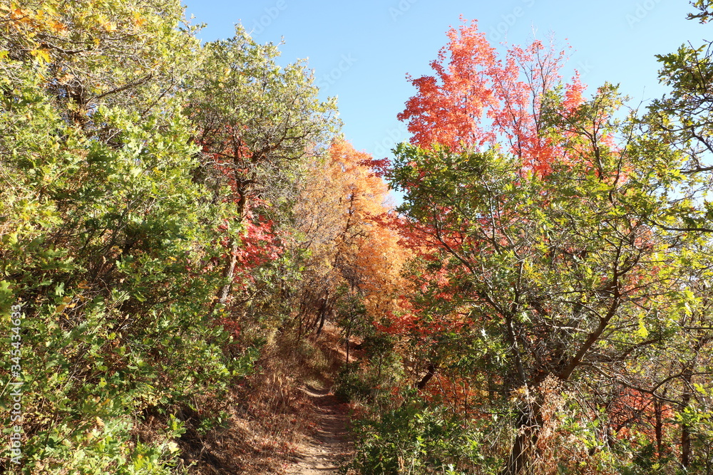 Early Fall Colors, Wasatch Mountains, Utah