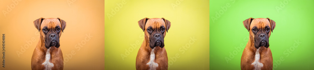 Portrait collage of boxer dog face on colors background, copy space