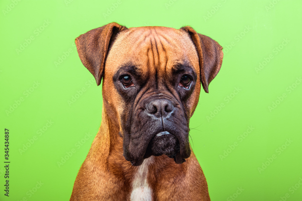 Portrait of cute boxer dog on colorful backgrounds, orange