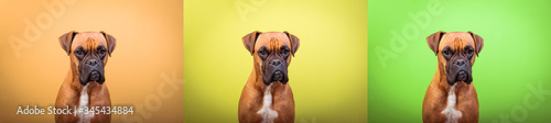 Portrait collage of boxer dog face on colors background, copy space © DMegias