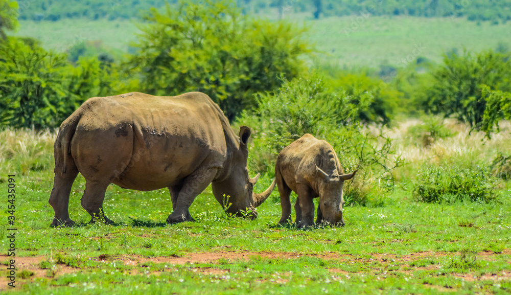 A cute and adorable Rhino calf and mother grazing peacefully in a South African game reserve A cute and adorable Rhino calf and mother grazing peacefully in a South African game reserve