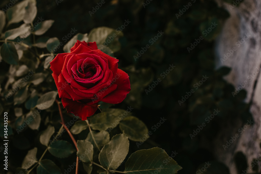 red rose in the garden red rose in the garden