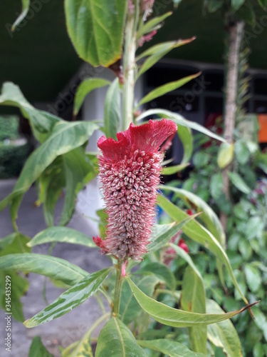 The garden in the existence of a variety of flowers and animals, ( bunga gembel )
