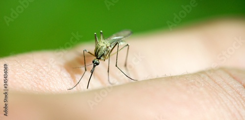 Tableau sur toile Moustique piqure insecte sur une main