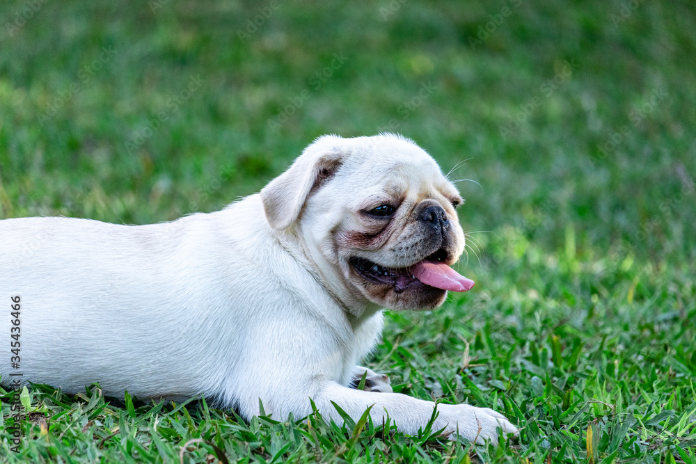 White Pug breed dog lying resting on the grass