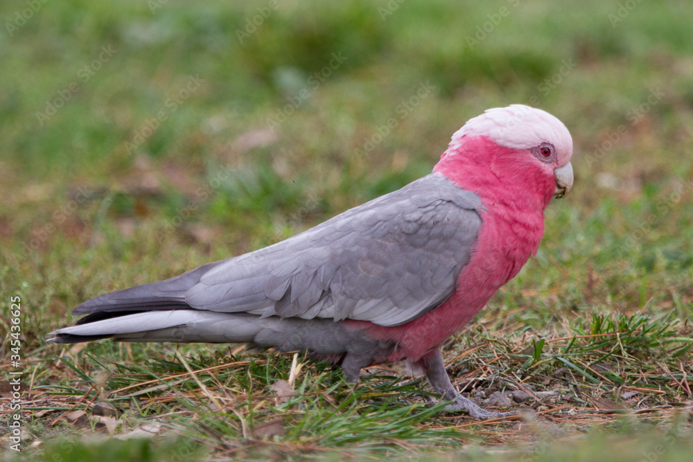 Obraz premium Portrait of a Galah