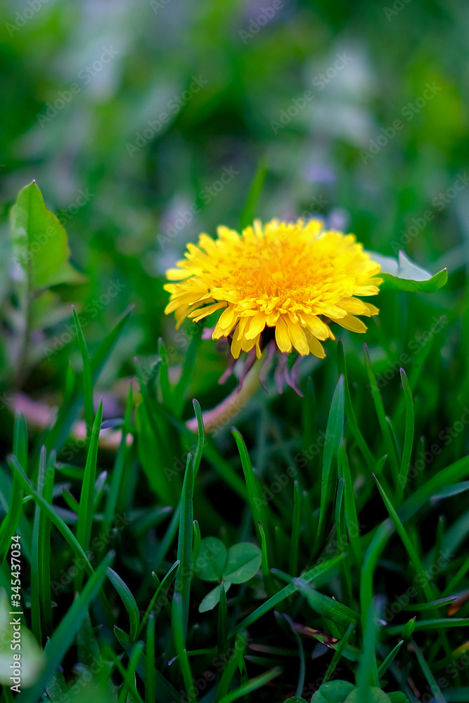 Close-up of a Yellow dandelion against a background of bright fresh grass Close-up of a Yellow dandelion against a background of bright fresh grass