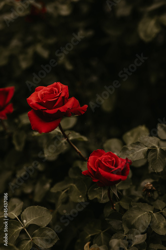 Fototapeta Naklejka Na Ścianę i Meble -  red rose in garden