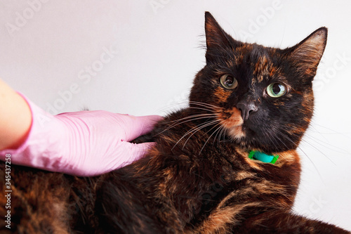 the cat veterinary examination,dark coat with a green collar