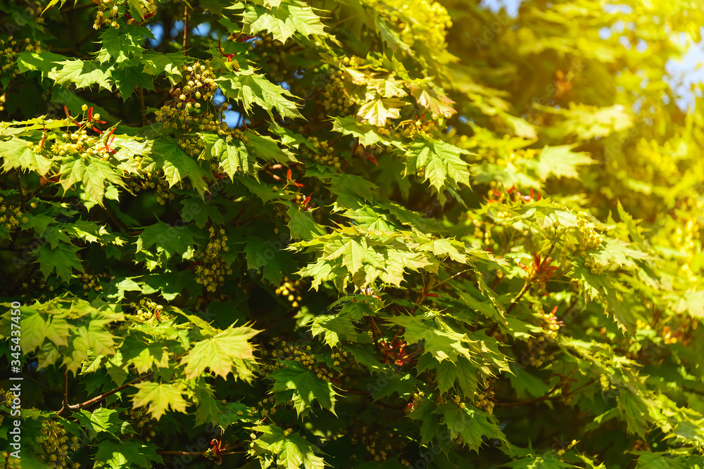 Lush fresh leaves and inflorescences of a plane tree at springtime. Leaves of sycamore tree in a sunlight. Background of green plant leaves sunlit. Lush fresh leaves and inflorescences of a plane tree at springtime. Leaves of sycamore tree in a sunlight. Background of green plant leaves sunlit.